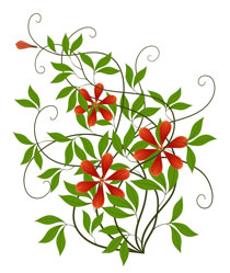 Flower Essences Flowers