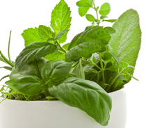 Plant based medicine Herbal Medicine